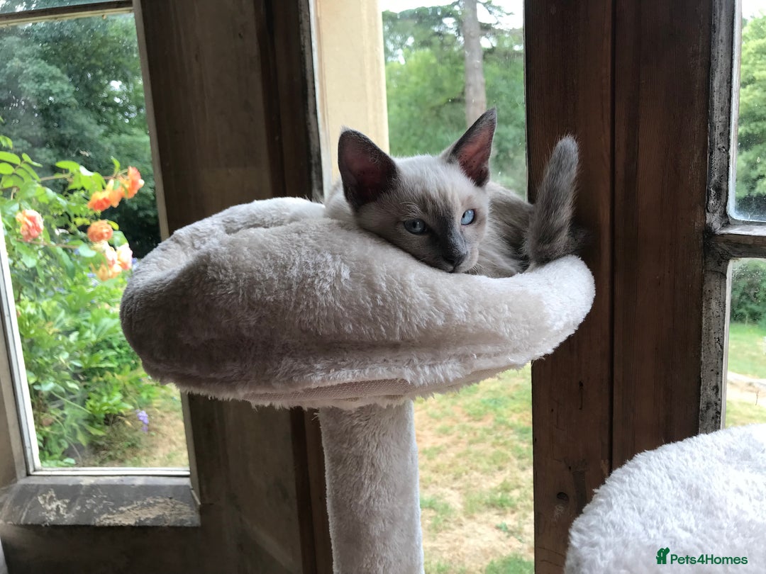 Tonkinese cats for sale: Superb Tonkdoll Kittens - Image 19
