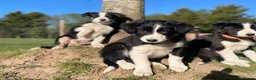 Border Collie dogs for sale: intelligent, well bred lovable  - Advert 5