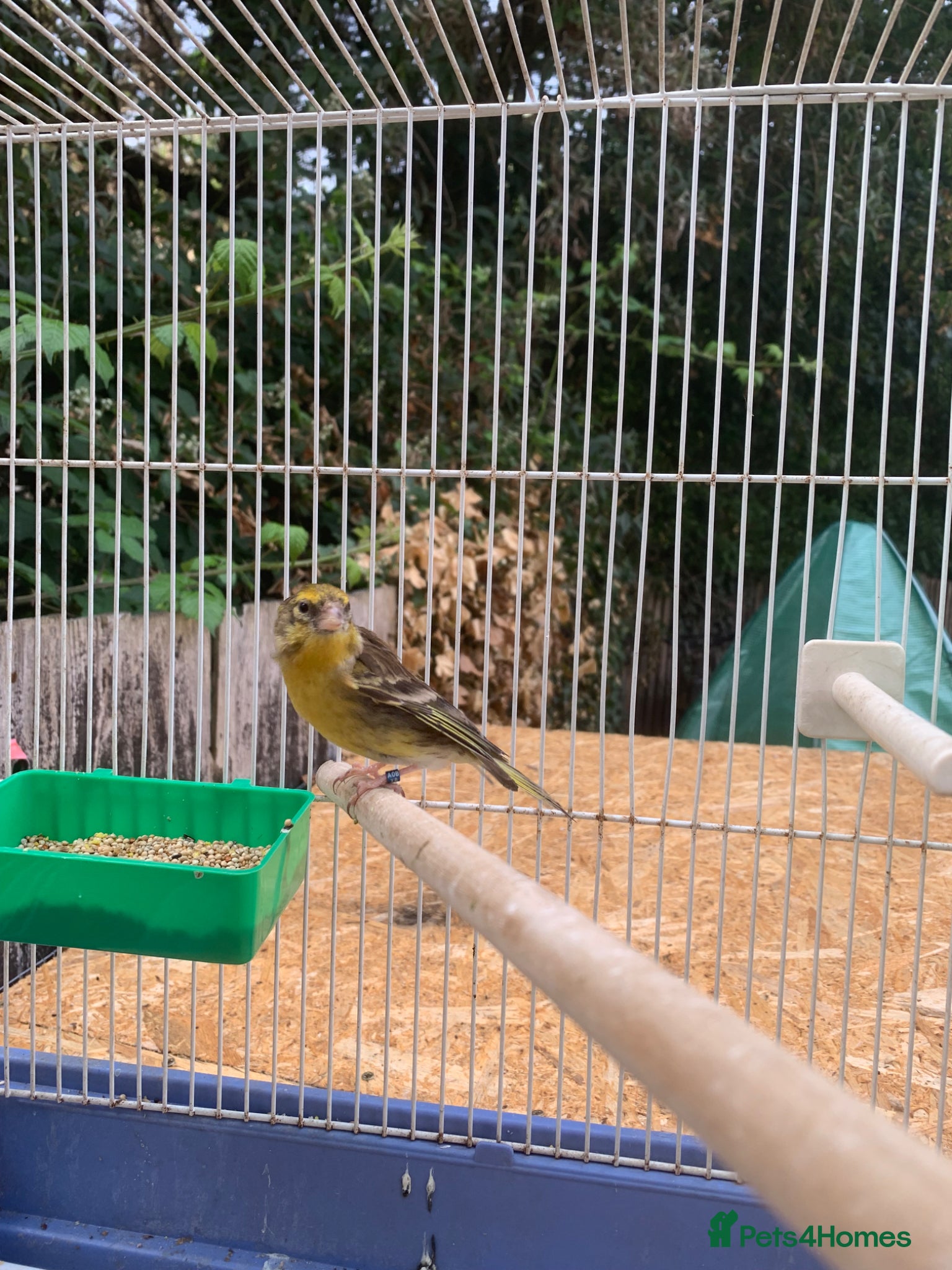 Mixed Breed birds Goldfinch x siskin  - Advert 3