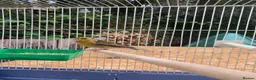 Mixed Breed birds for sale: Goldfinch x siskin  in Southampton - Advert 1