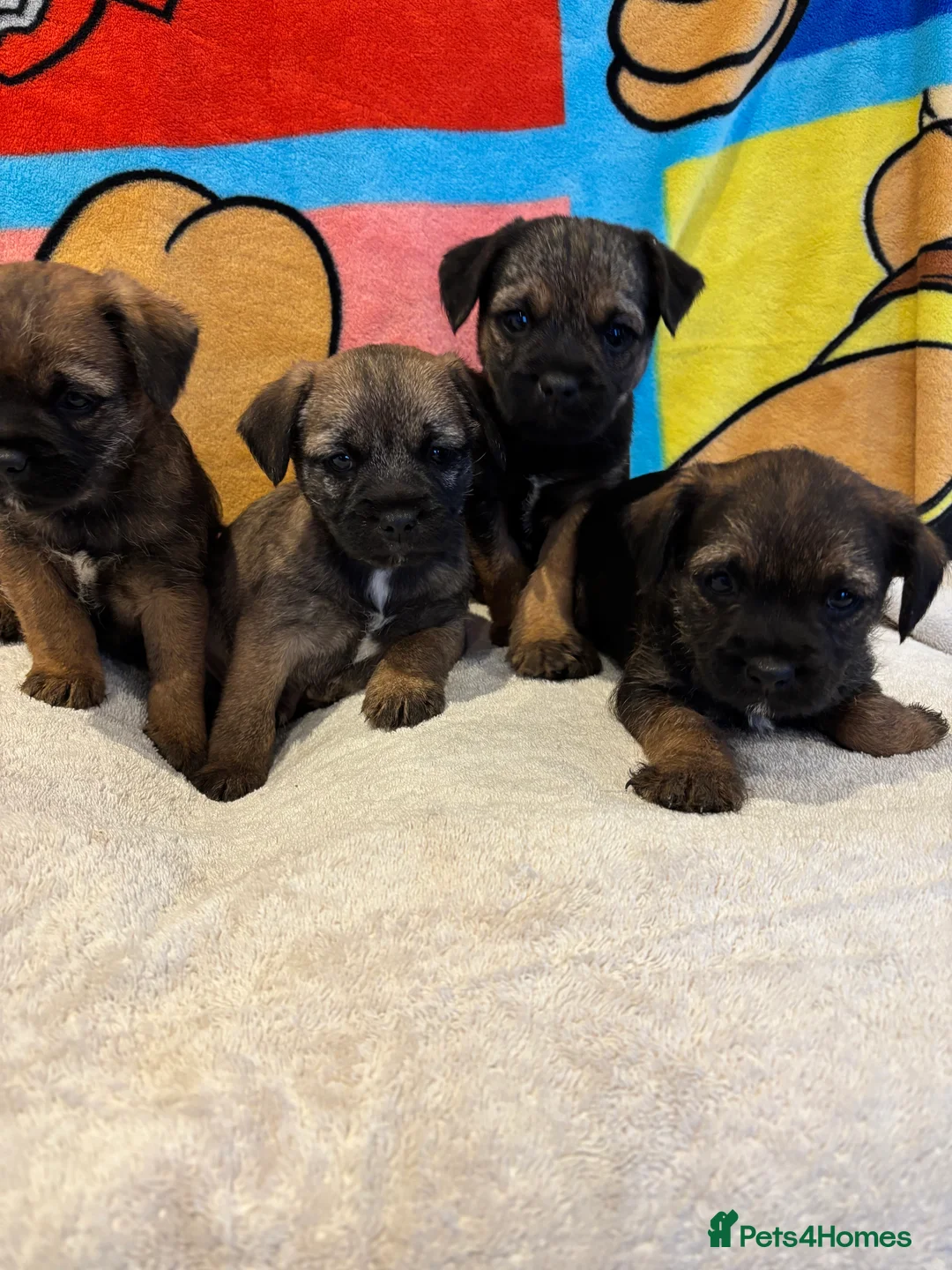 Border Terrier dogs for sale: Border terrier puppy’s ready now  - Advert 7
