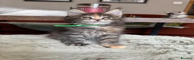 Maine Coon 6