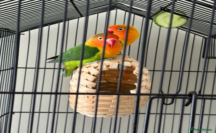Lovebirds birds - Advert 2