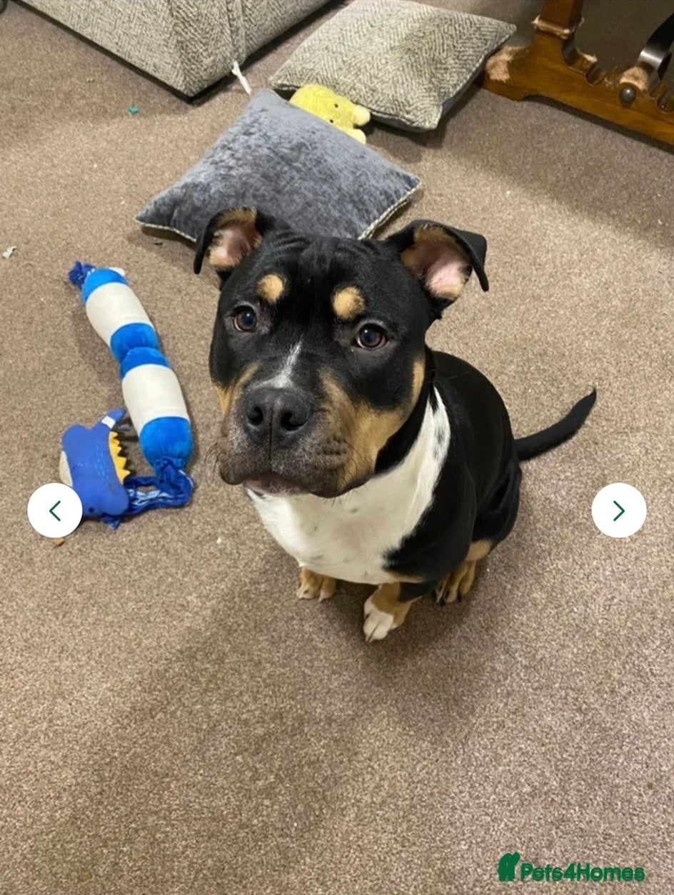 Mixed Breed dogs 6 Month Old Pocket Bully x Staffy - Advert 3