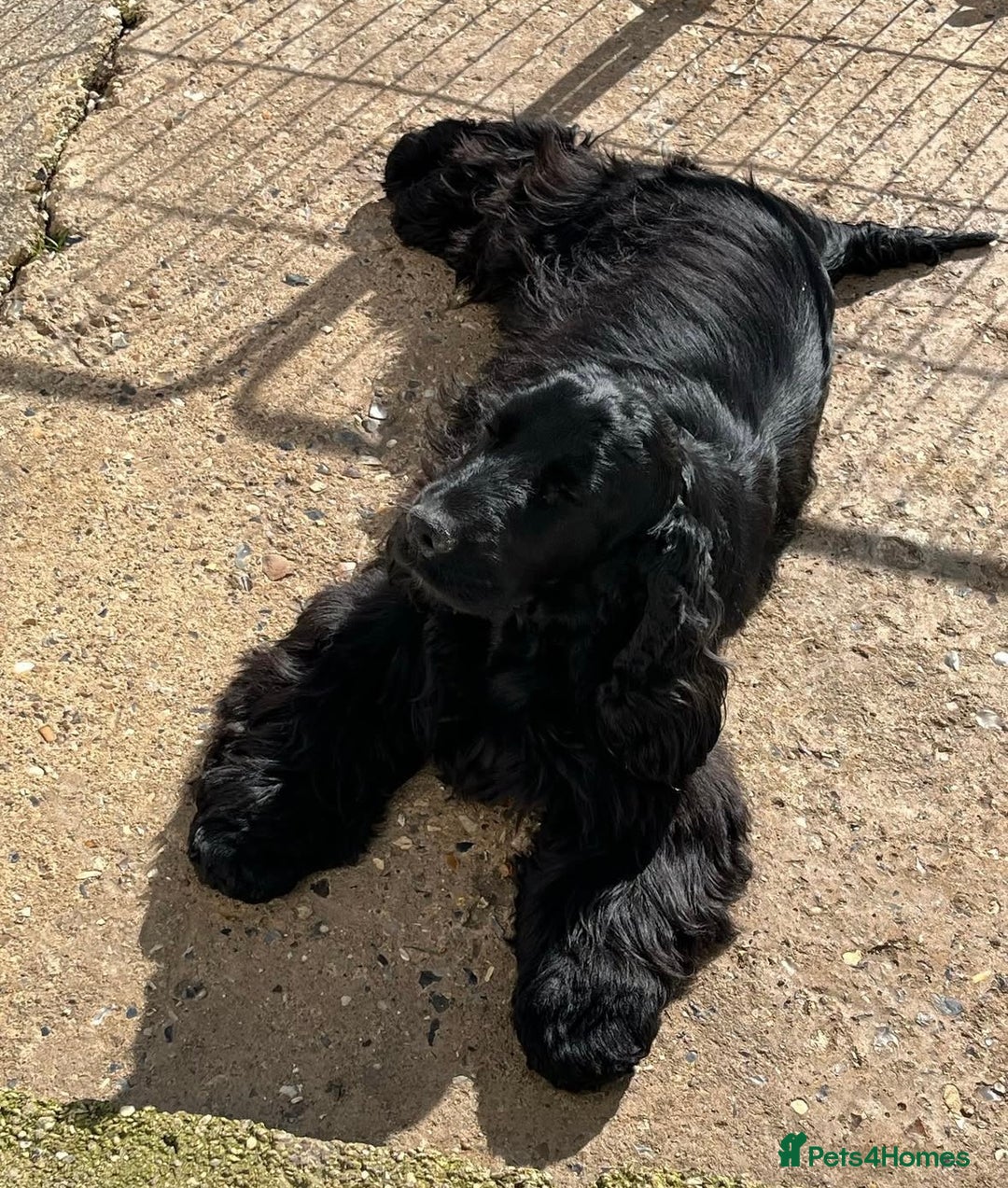 Cocker Spaniel dogs for sale: Retirement home  - Image 20