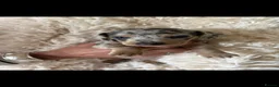 Miniature Dachshund dogs for sale: Miniature dachshund puppies 🐶  - Advert 11