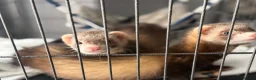 Ferret rodents for sale: 2 female ferrets plus cage, toys etc in Ellesmere Port - Advert 5