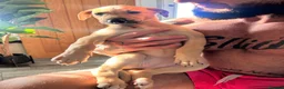 Lurcher dogs for sale: Wheaten bull greyhound - Advert 8