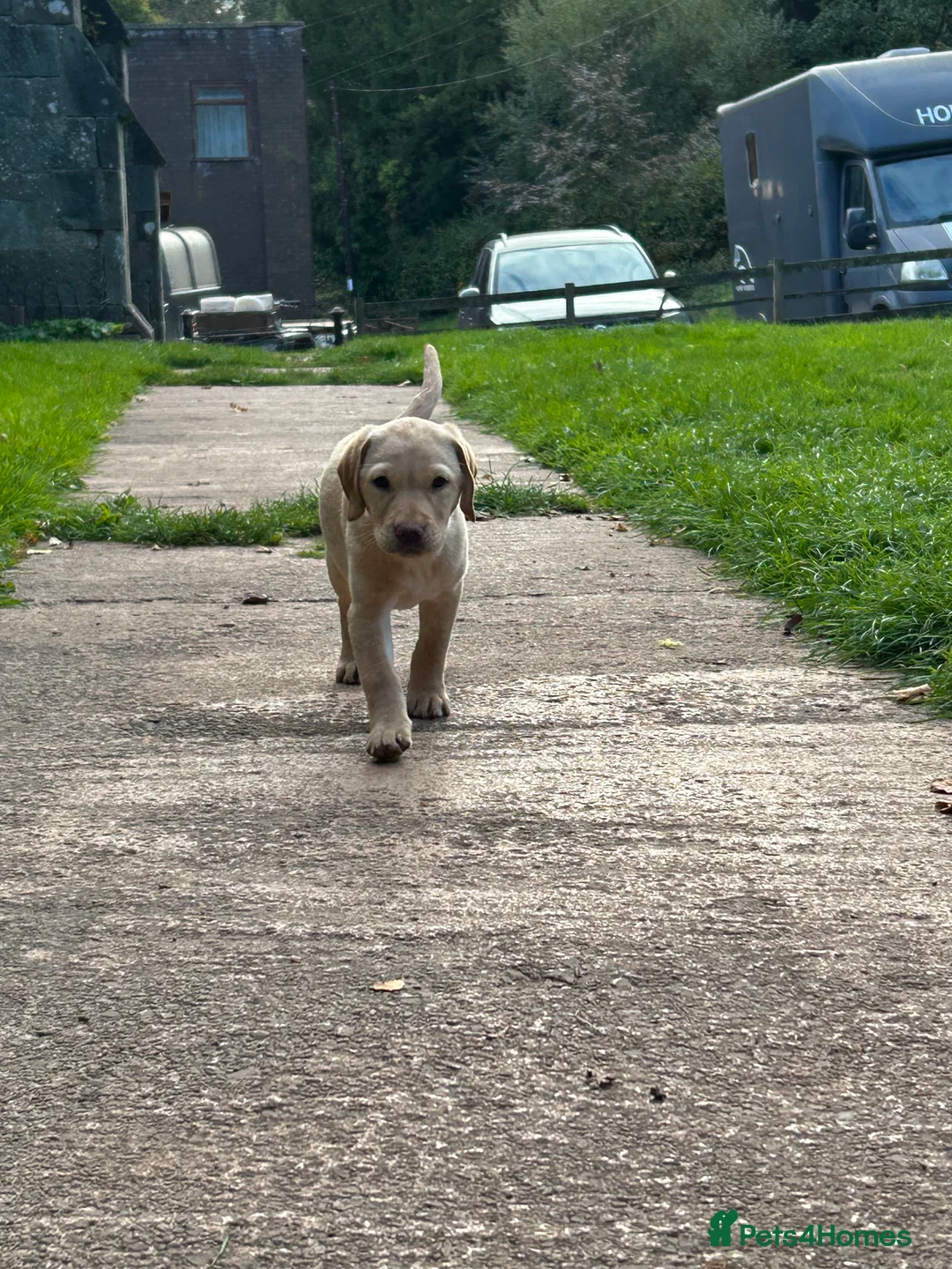 Labrador Retriever dogs for sale: Yellow Labrador pups  in Bridgwater - Advert 4