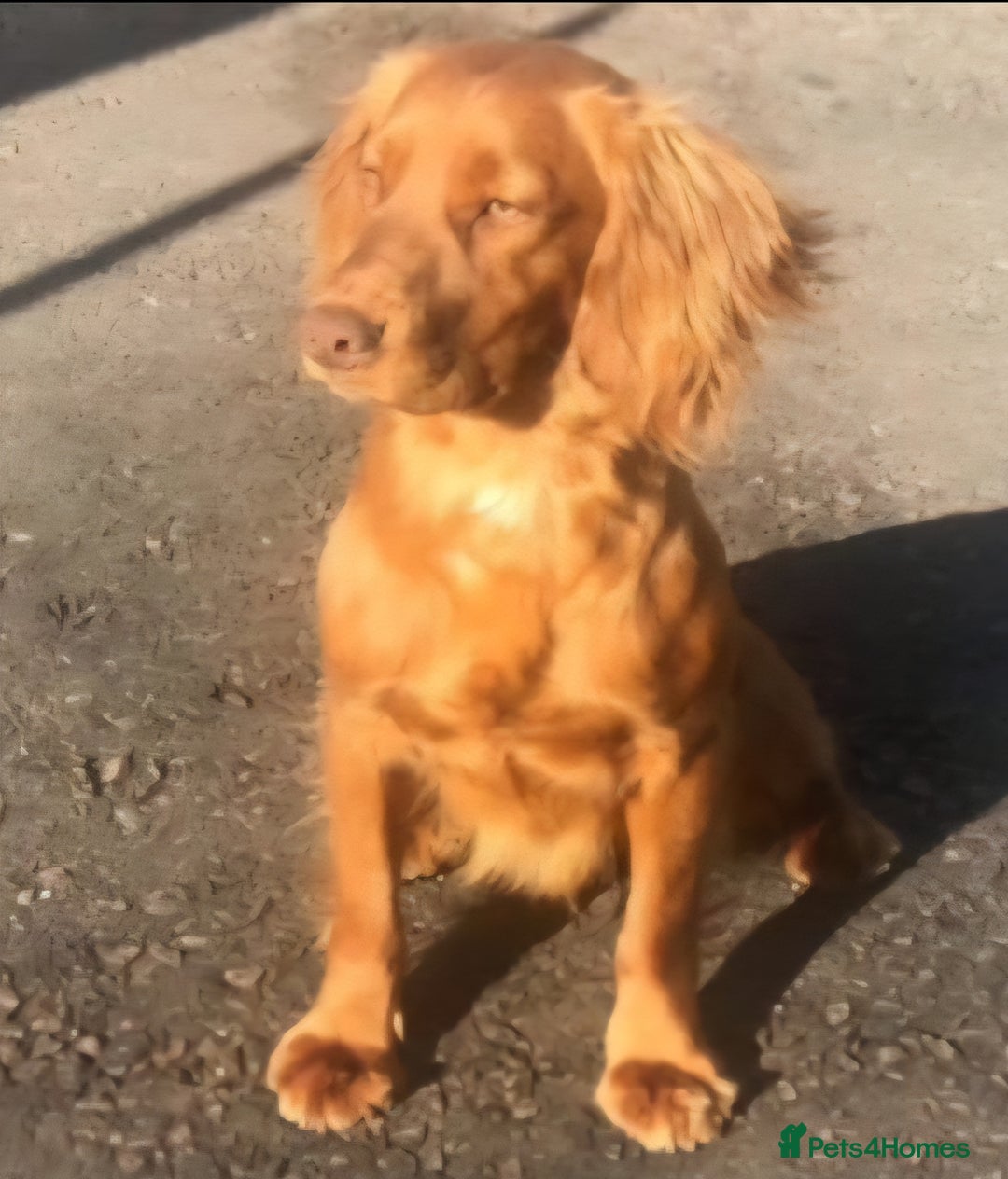 Cocker Spaniel dogs for sale: Working cocker spaniels - Image 9