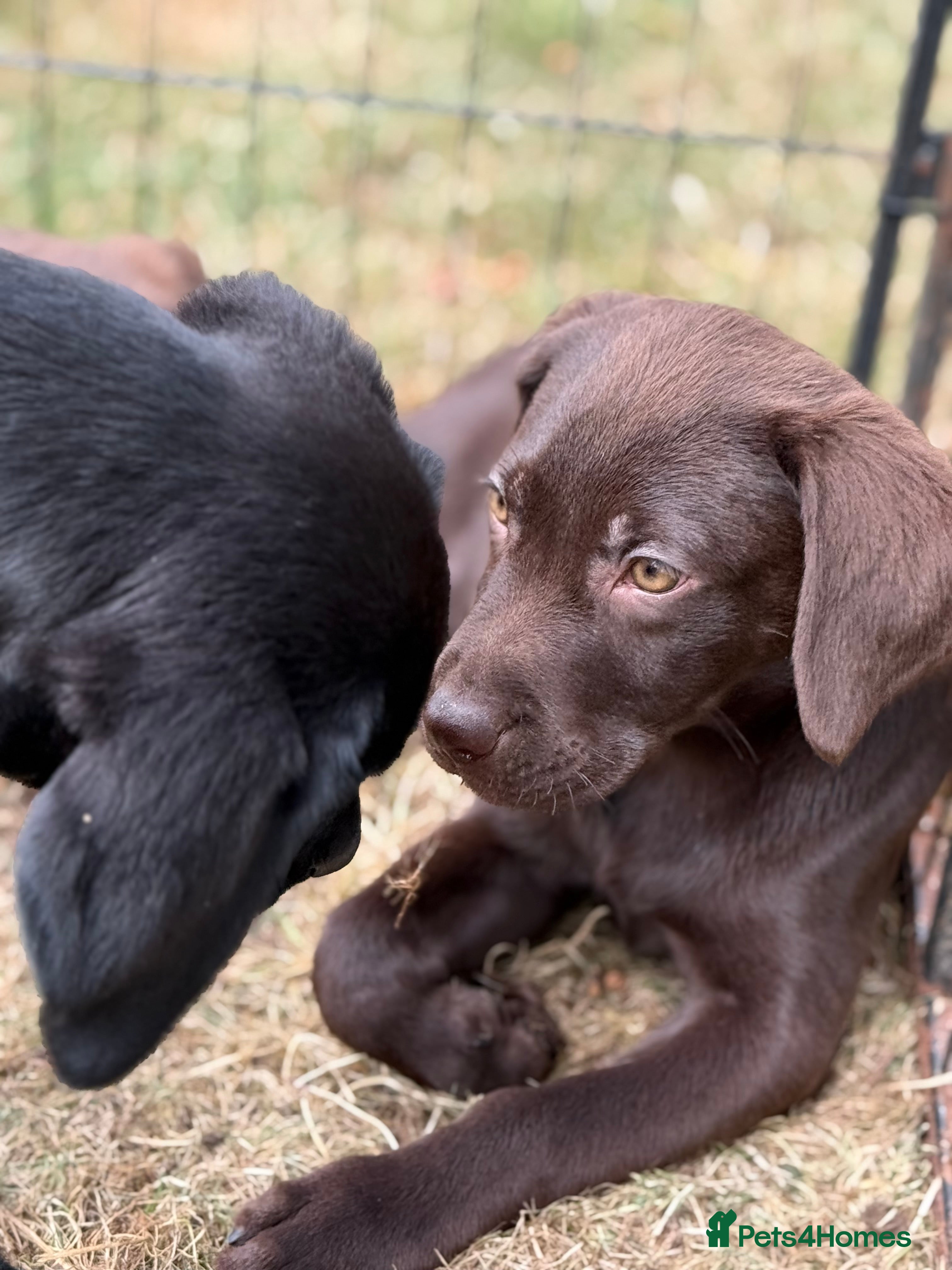 Labrador Retriever dogs New Arrivals at Westfena 🐾 Labradors  - Advert 2