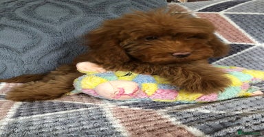 Cockapoo dogs - Advert 13