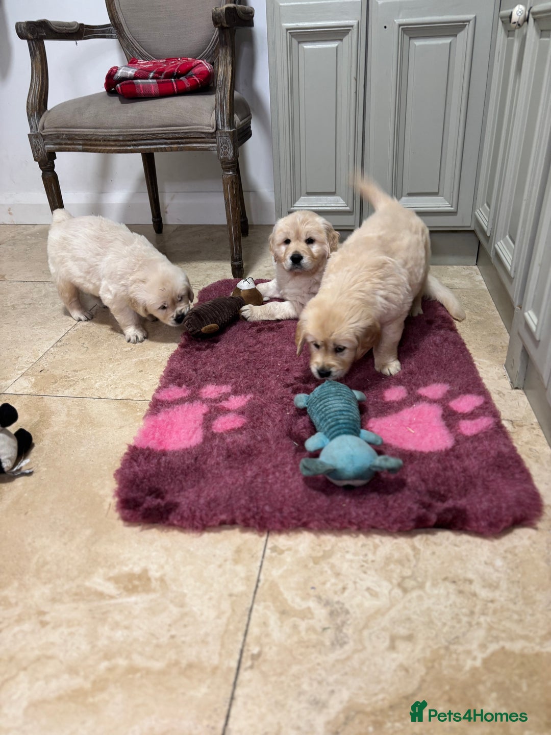 Golden Retriever dogs for sale: Golden retriever puppies  - Advert 18