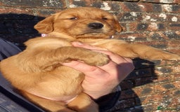 Golden Retriever dogs for sale: KC GOLDEN RETRIEVER PUPPIES, HEALTH SCORED PARENTS - Advert 16