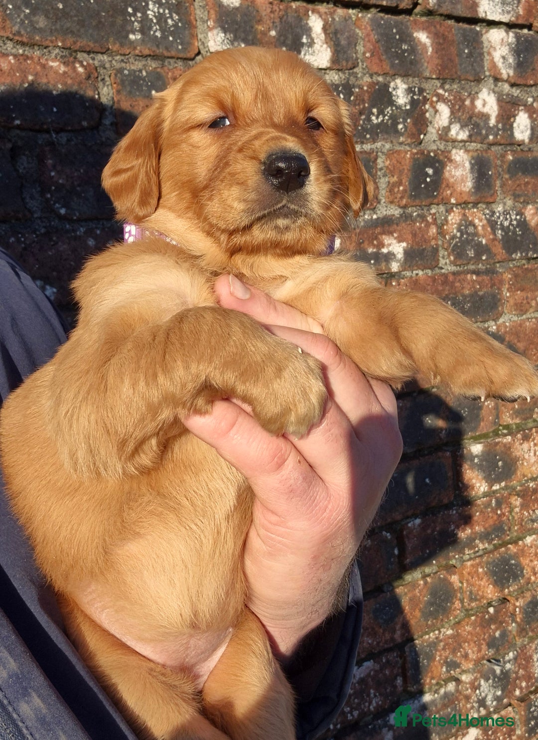 Golden Retriever dogs for sale: KC GOLDEN RETRIEVER PUPPIES, HEALTH SCORED PARENTS - Advert 16