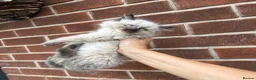 Ragdoll cats for sale: Ragdoll Kittens  - Advert 9