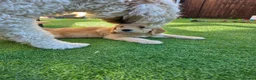 Goldendoodle dogs for sale: 🦮 Adorable F3 Goldendoodle. Parents DNA clear. - Advert 10