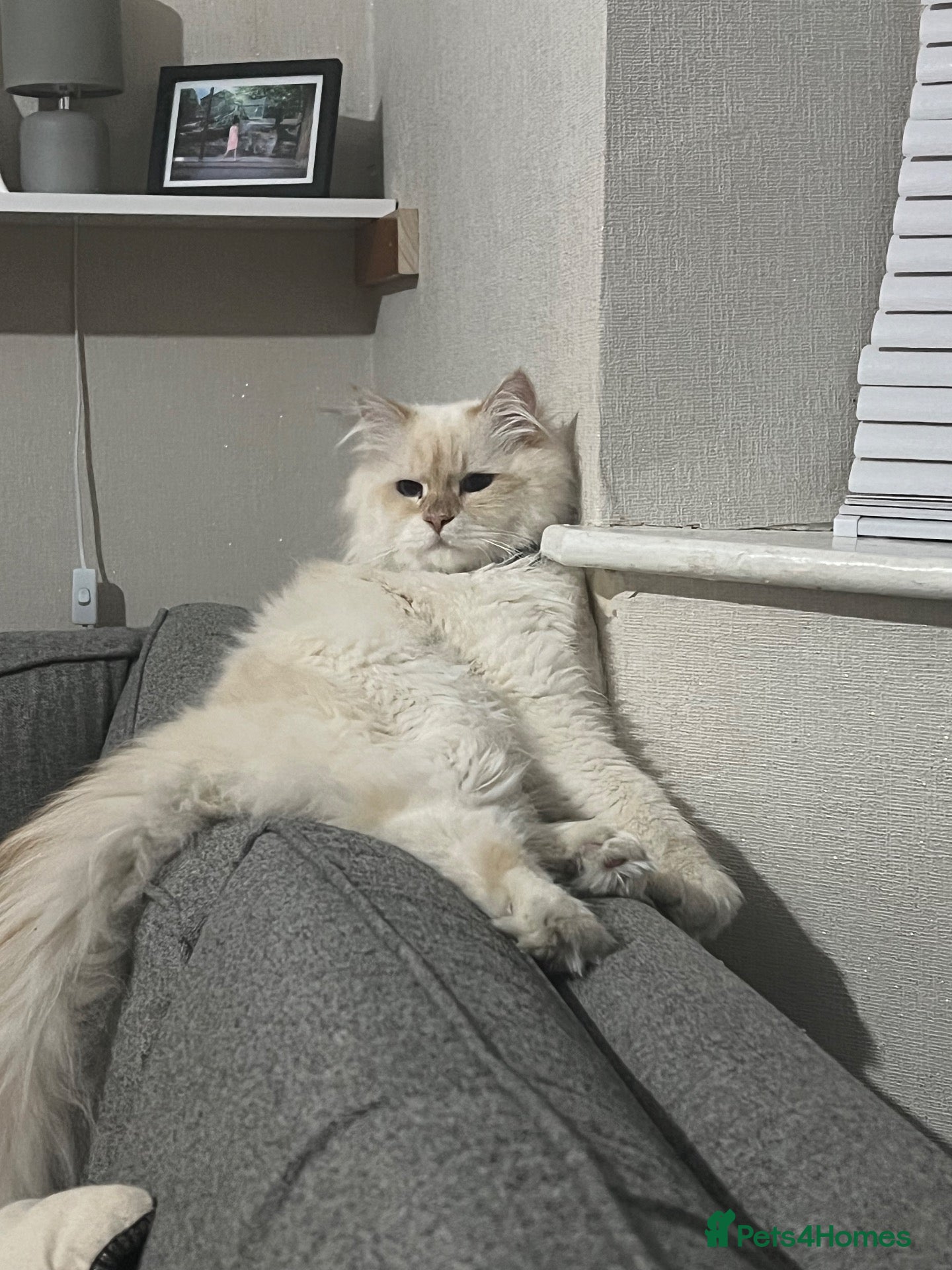 Siberian cats for sale: Stunning male Siberian  - Advert 12