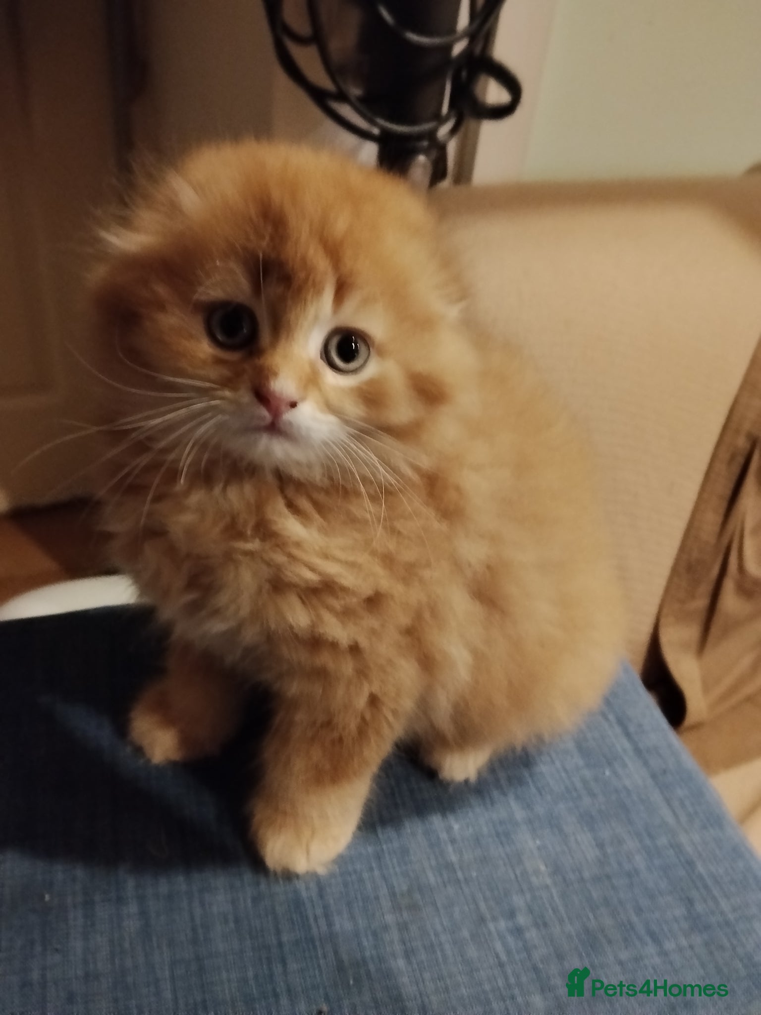 Scottish Fold cats 3 ginger Scottish fold and straight  available  - Advert 4