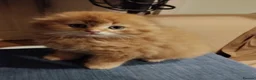 Scottish Fold cats for sale: 3 ginger girls and one boy available    - Advert 25