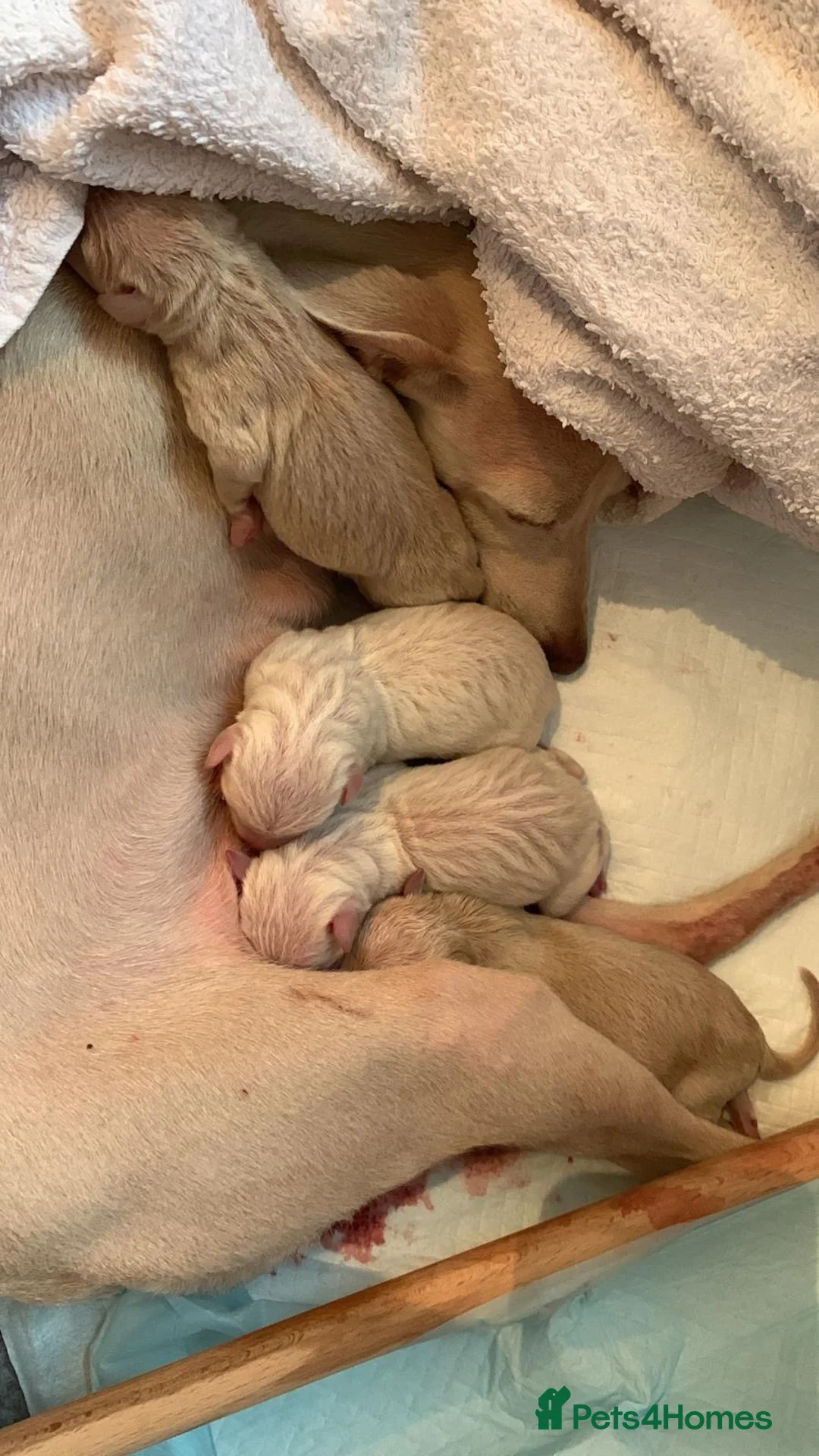 Italian Greyhound dogs for stud: Romeo italian greyhound Russian Import for stud  in Liverpool - Advert 17