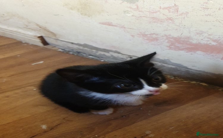 American Shorthair cats - Advert 1