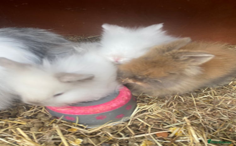 Lionhead rabbits in Swadlincote - Advert 5