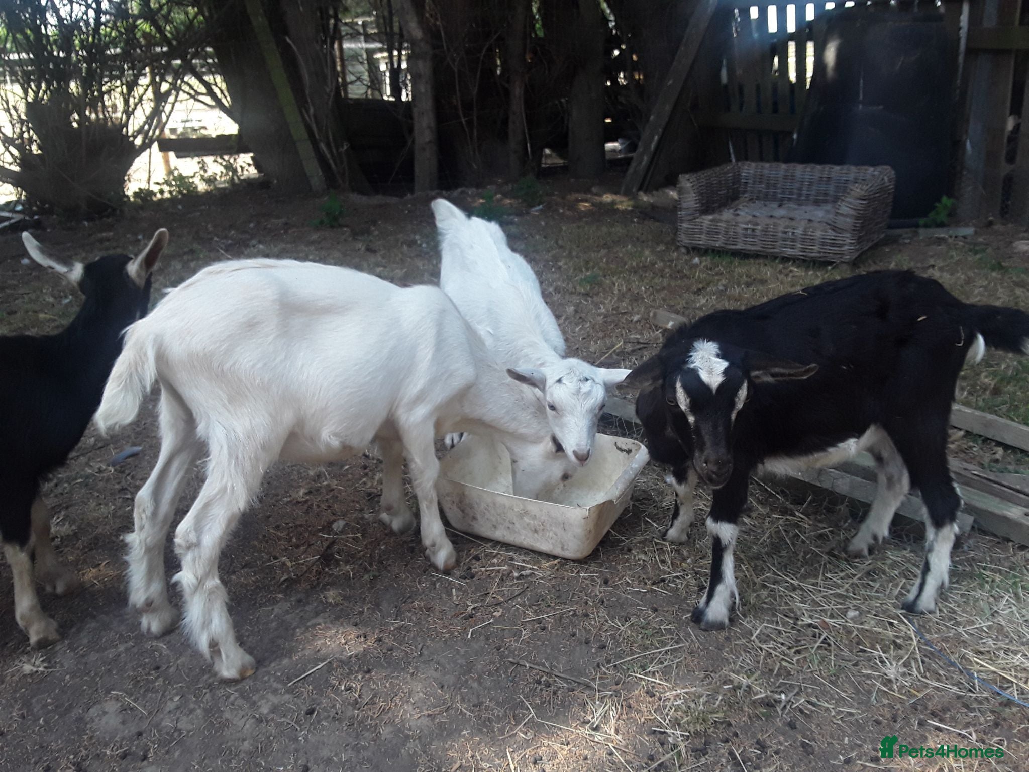 Goats livestock Pet goat kids, used to ponies/dog - Advert 7