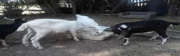 Goats livestock for sale: Pet goat kids, used to ponies/dog in Boston - Advert 1