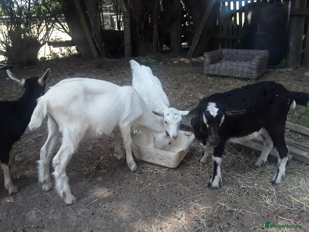 Goats livestock for sale: Pet goat kids, used to ponies/dog in Boston - Advert 1