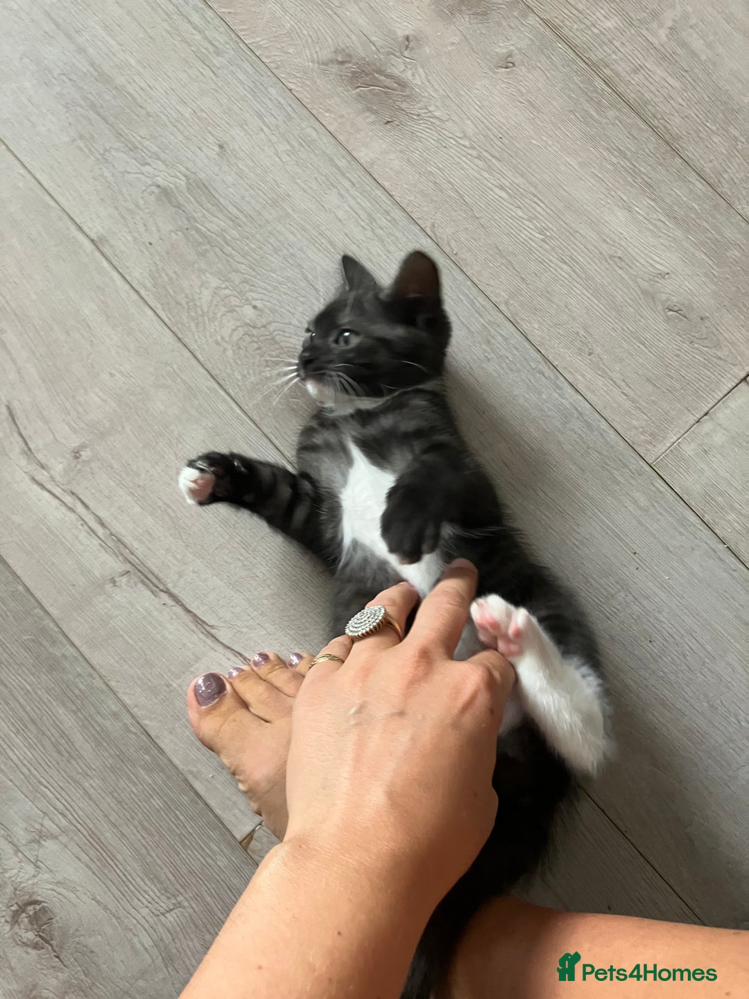 Russian Blue cats for sale: Silver tabby black tabby kittens  - Image 5