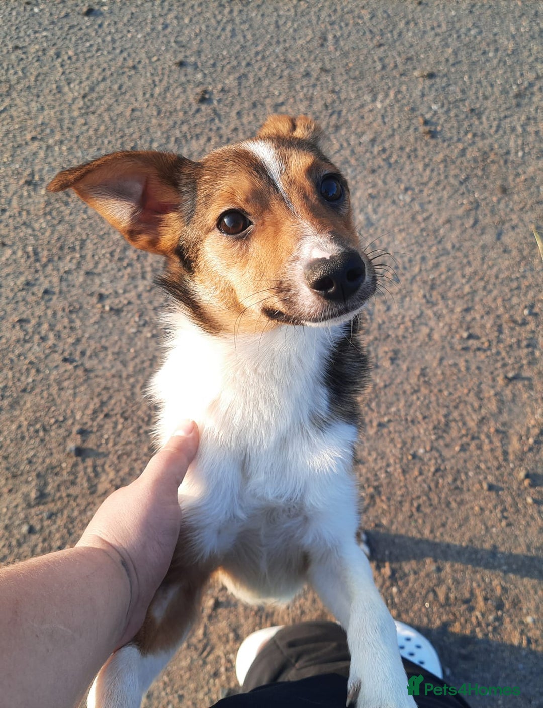 Mixed Breed dogs for adoption: 💖🐶 BRIDGET 🐶💖 - Image 8