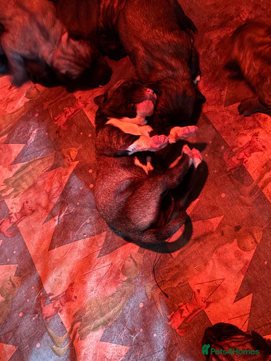 Anatolian Shepherd dogs for sale: Beautiful litter of stunning puppy’s  - Advert 6