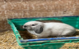 Mini Lop rabbits for sale: Baby mini lops  - Image 1