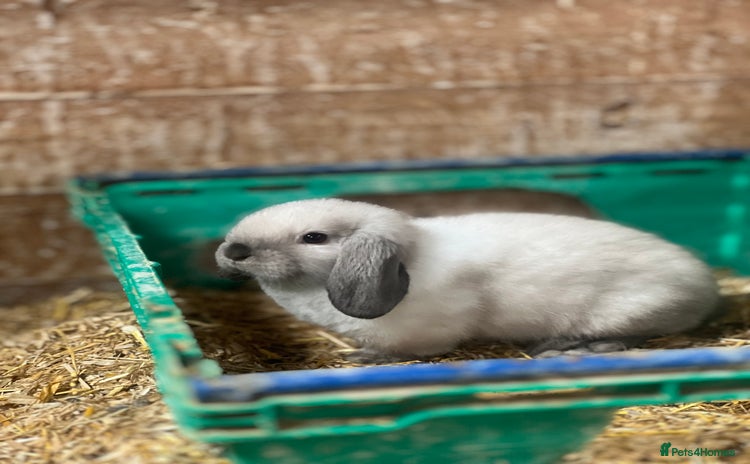 Mini Lop rabbits - Advert 5
