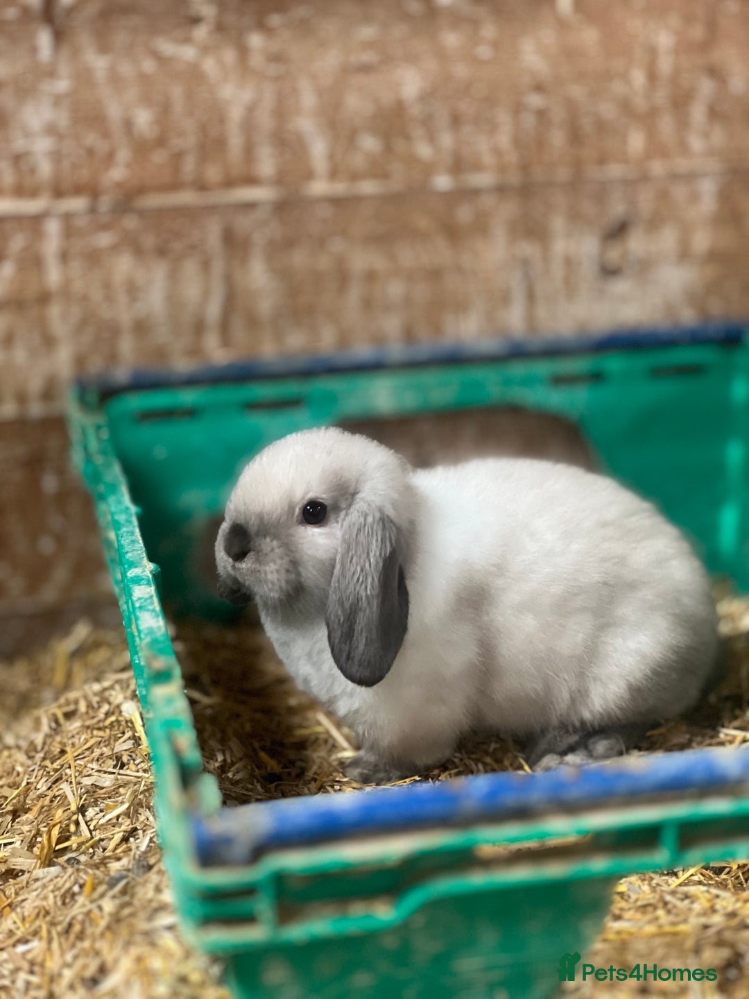 Mini Lop rabbits for sale: Baby mini lops  - Image 1