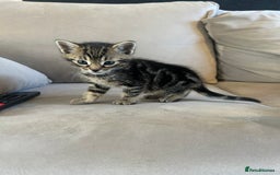 Bengal cats for sale: Half Bengal kittens   - Image 6