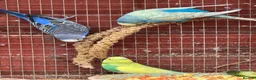 Budgerigars birds for sale: Adult budgies for sale , ready now  - Advert 10
