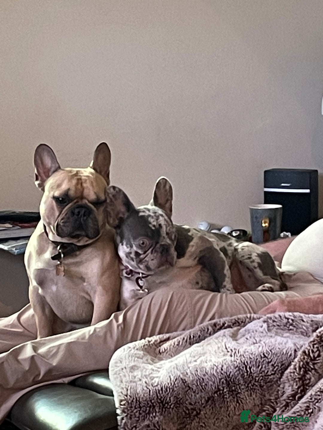 French Bulldog dogs for sale: French Bulldog - Image 13