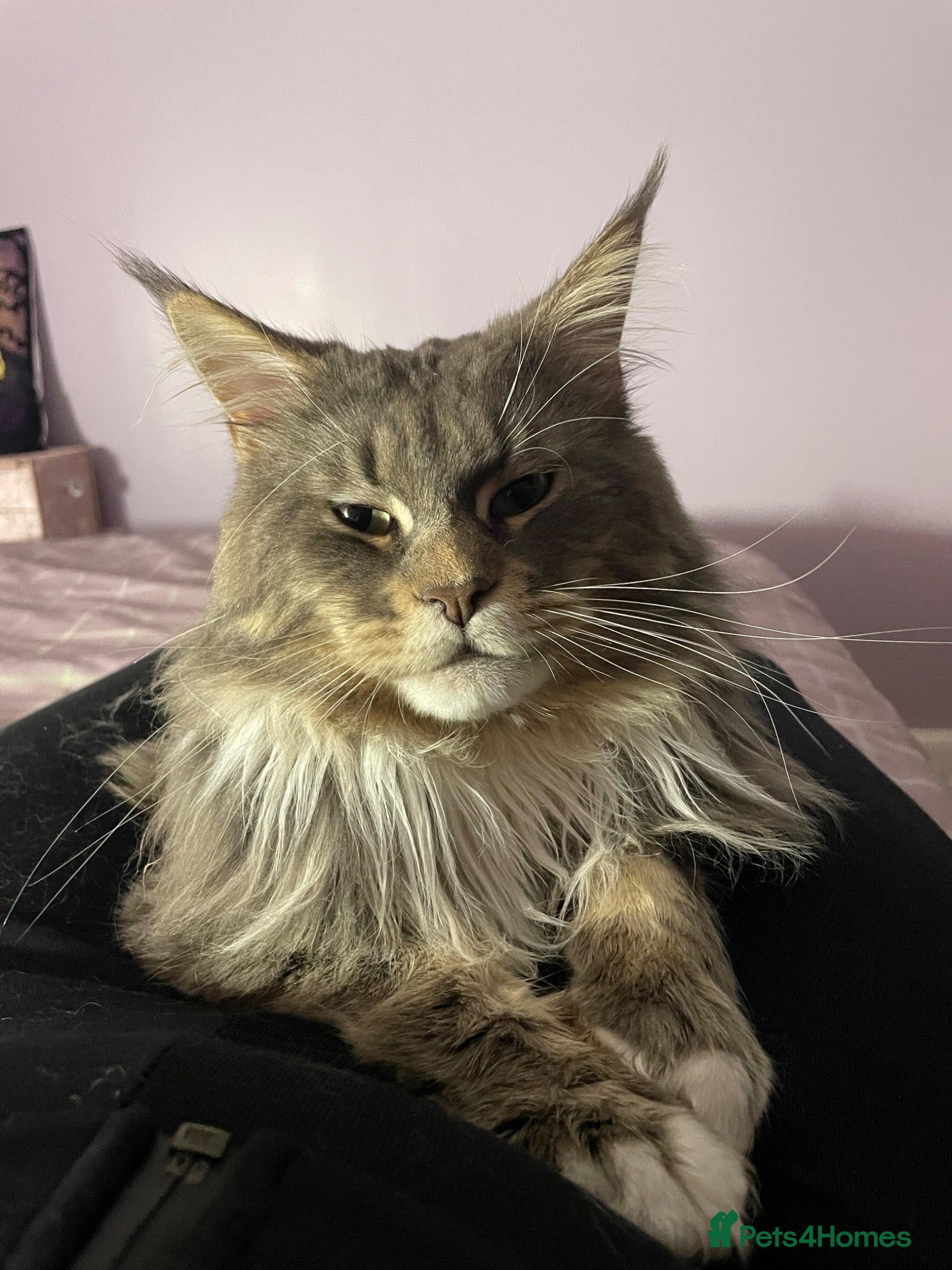 Maine Coon cats Champion Blue silver Maine Coon TICA GCCF Pedigree - Advert 8