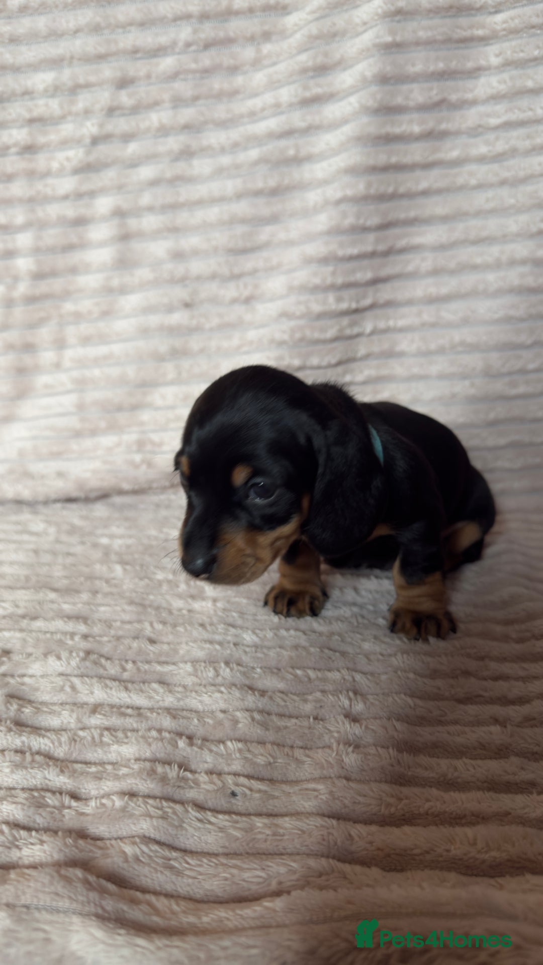 Miniature Dachshund dogs for sale: ⭐️OUTSTANDING MINI DACHSHUND PUPS⭐️  - Advert 7