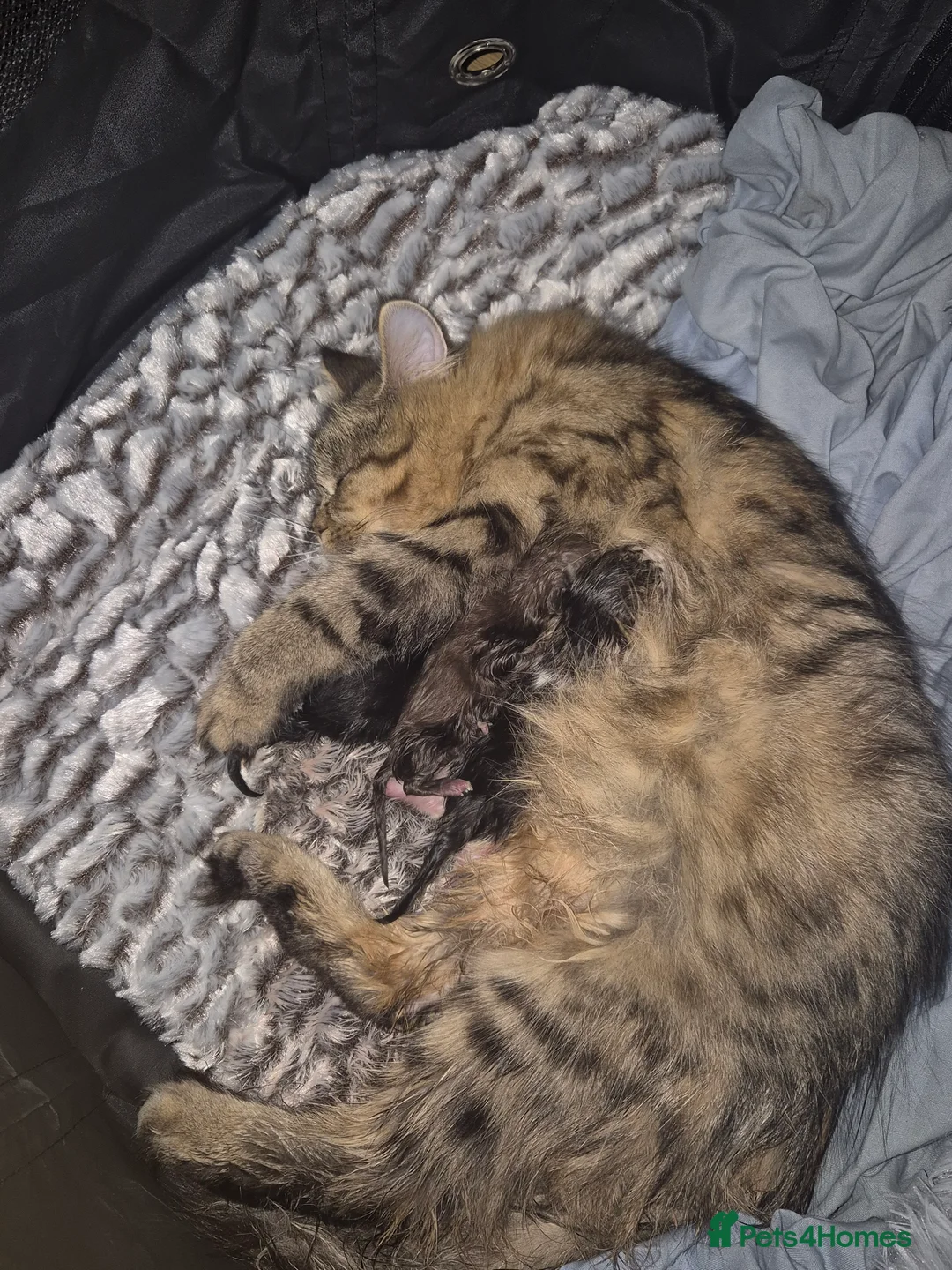 Persian cats for sale: 3/4 persian kittens for sale - Advert 2