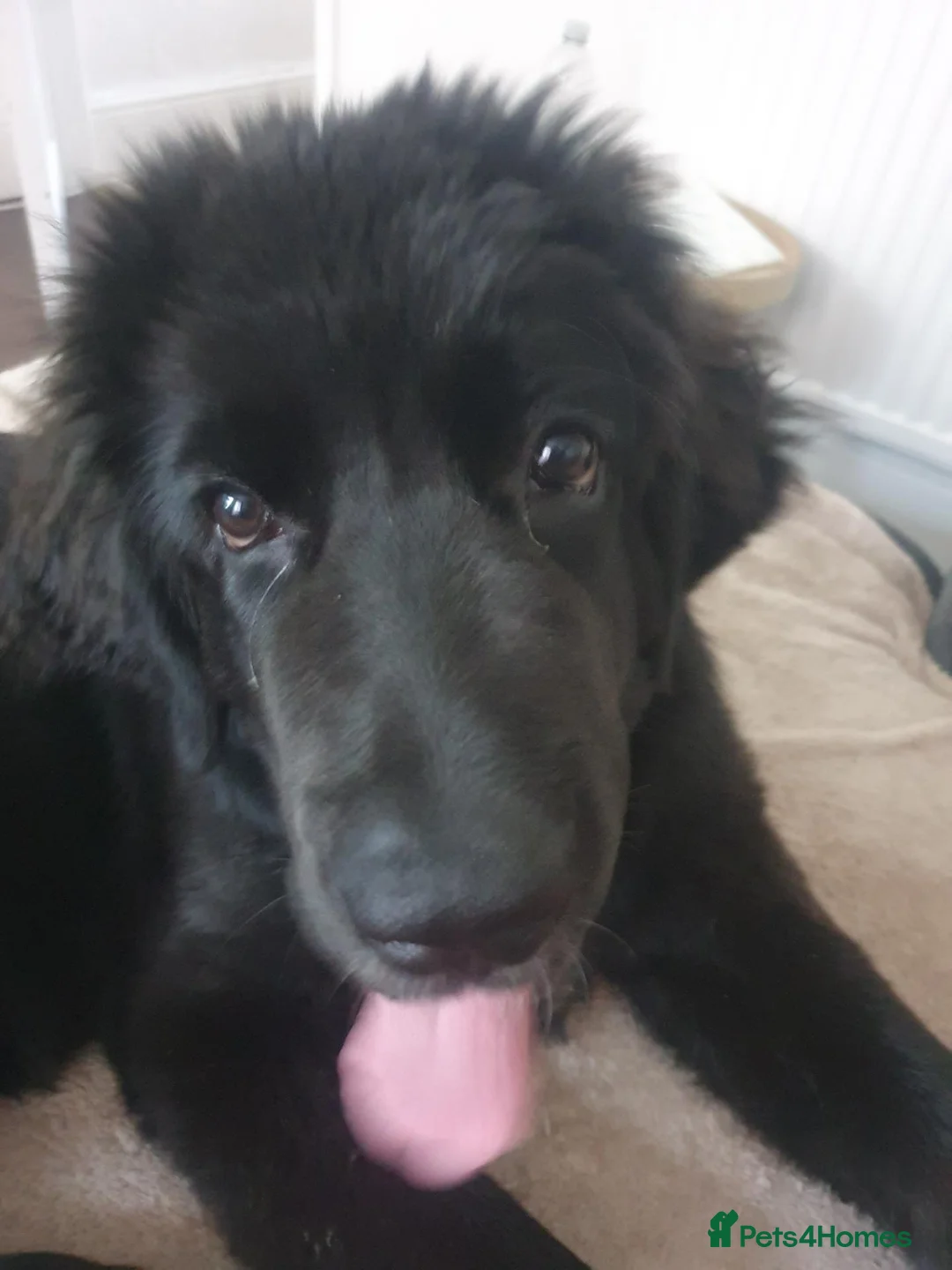 Mixed Breed dogs for sale: Puppy - Advert 4