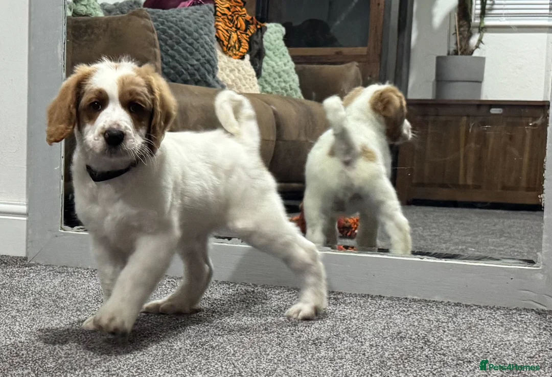 Australian Labradoodle dogs for sale: Multi-Gen Australian Labradoodle Puppies - Advert 30