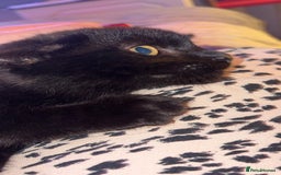 Bombay cats for sale: Black beauties🧡 - Image 9