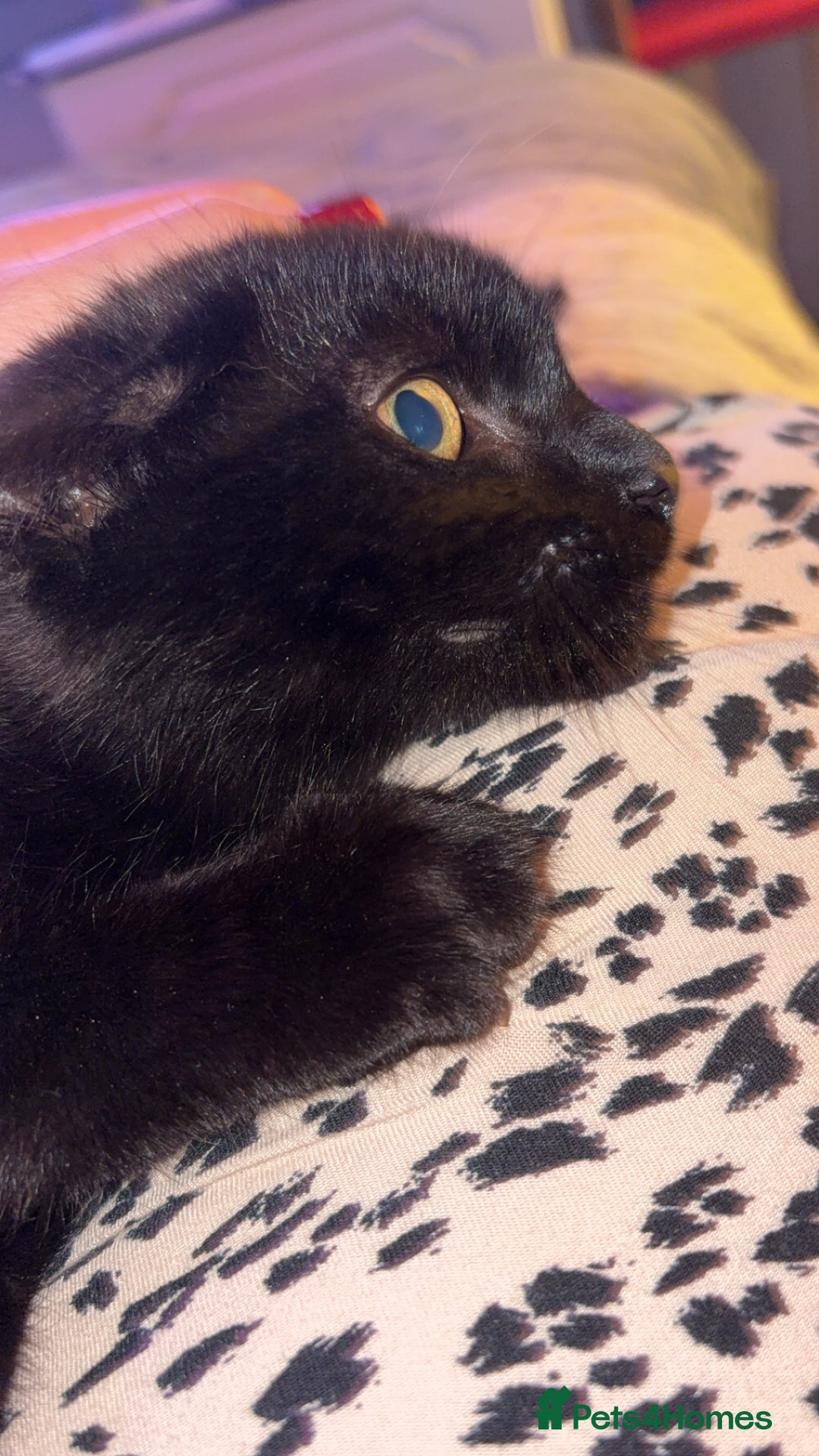 Bombay cats for sale: Black beauties🧡 - Image 9