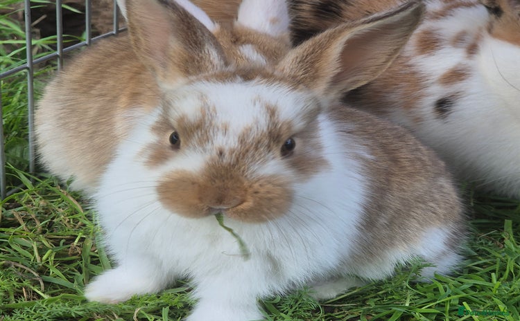 Mini Lop rabbits - Advert 12