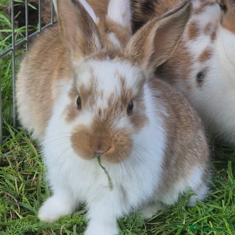 Mini Lop rabbits - Advert 12