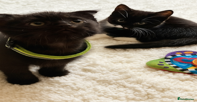 Mixed Breed cats - Advert 3