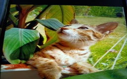Savannah cats for sale: F3 savannah girls Tica reg  - Image 30